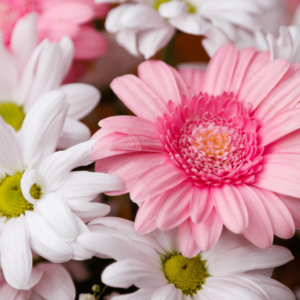Gerbera
