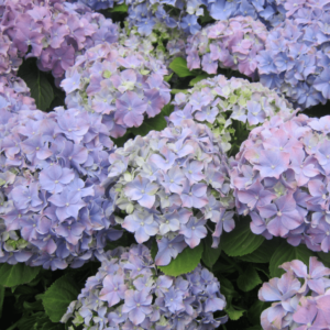 Hydrangea