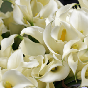 Lily