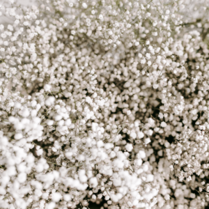 Baby Breath